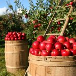 8 tips to prepare your farm for agritourism orchard