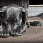 Decoding your dog’s barking