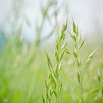 How to rid infected tall fescue