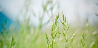 How to rid infected tall fescue