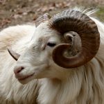 Top ram brings $1,300 at Pa. performance sheep and goat sale