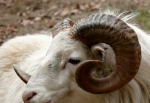 Top ram brings $1,300 at Pa. performance sheep and goat sale