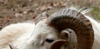 Top ram brings $1,300 at Pa. performance sheep and goat sale