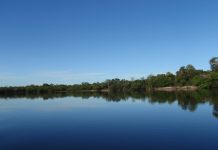 Lost bird rediscovered in the jungle of Venezuela