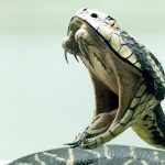 Chemists discover antidote for deadly venom