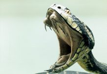 Chemists discover antidote for deadly venom