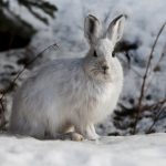 Arctic blast snowshoe hare