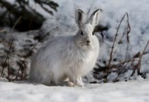 Arctic blast snowshoe hare