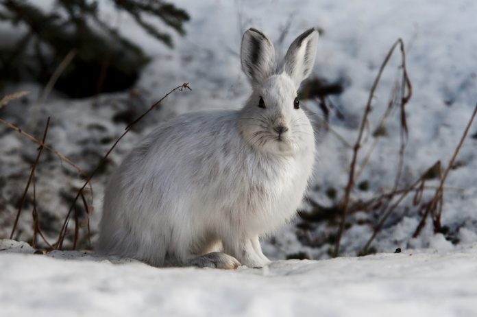 snowshoe hare