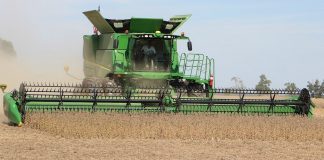 soybean harvesting