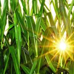 Curing farm inertia will take, well, change! sun in corn field