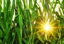 No news is bad news in the grain markets sun in corn field