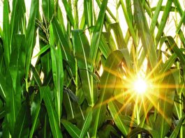 sun in corn field