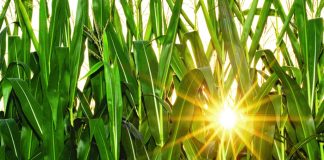 sun in corn field