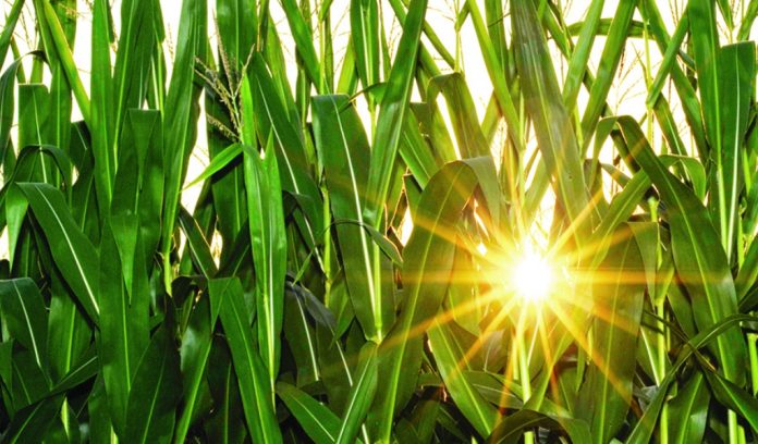 sun through corn sun in corn field