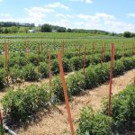 US organic sales up to $7.6 billion 2016 certified organic survey results