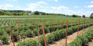 2016 certified organic survey results