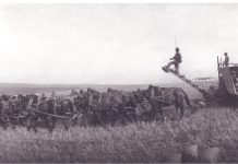 Hand sewing grain sacks during harvest Harvest.