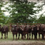 Herd of beef cattle.
