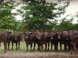How to select quality replacement heifers Herd of beef cattle.