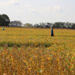 Farm Science Review beans