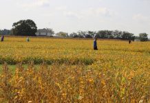 Volatility plays a big role in dicamba drift Farm Science Review beans