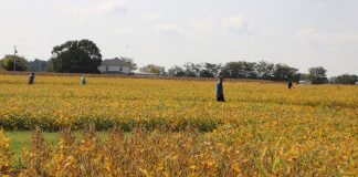 Farm Science Review beans