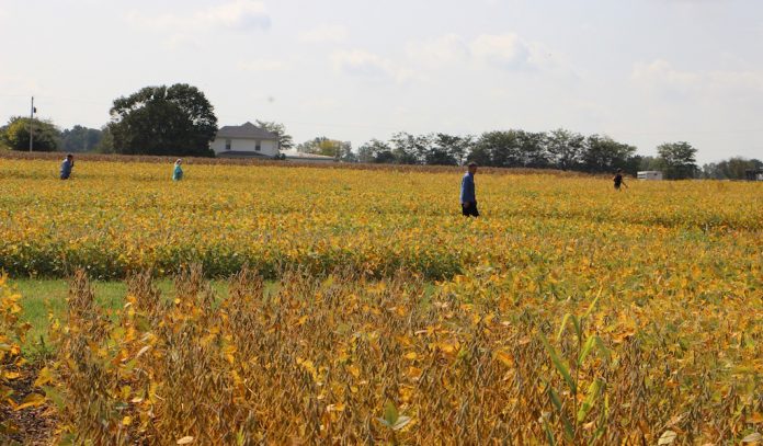 FSR beans Farm Science Review beans