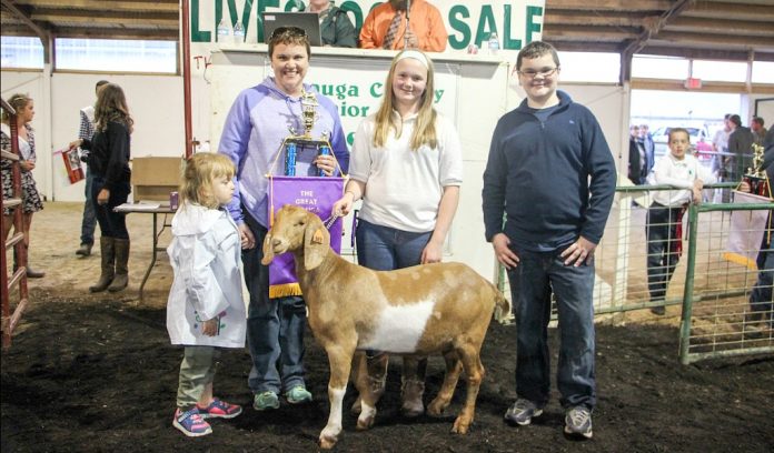 Geauga Fair Header Geauga Fair champion goat