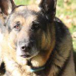 Loyal protector laid to rest Ace, Kymberly Foster Seabolt's late German Shepherd.