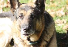 Loyal protector laid to rest Ace, Kymberly Foster Seabolt's late German Shepherd.