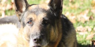 Loyal protector laid to rest Ace, Kymberly Foster Seabolt's late German Shepherd.