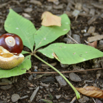 Ohio Buckeye seed and leaves.