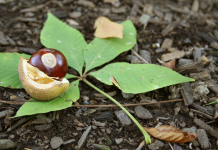 The old buckeye tree Ohio Buckeye seed and leaves.