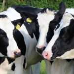 Columbiana County offers dairy scholarships Dairy cattle