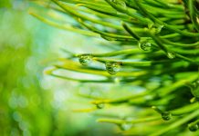 How to improve your landscape with native evergreens Pine needles.