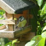 Conservation by the numbers Bird at bird feeder