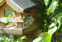 Conservation by the numbers Bird at bird feeder