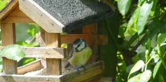 Conservation by the numbers Bird at bird feeder