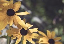 Which perennials need cut back in the fall?