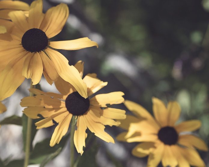 black-eyed-susan-2650213_1920