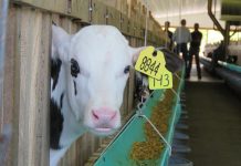 Preventing calf and heifer respiratory disease calf