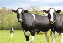 Select Sires bull hits 1 million units