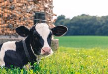 Western Pennsylvania dairy show posts Red and White results cow