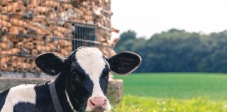 Lots of livestock, no veterinarians in West Virginia cow