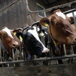 Unpaid sellers have 60 days to file a claim cattle