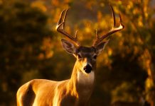 18-point antler rack in need of a new home