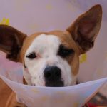 Uncovering myths on spay and neuter surgeries