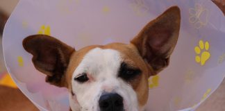 Uncovering myths on spay and neuter surgeries