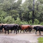 You can help farmers pounded by Hurricane Harvey Hurricane Harvey cattle usda
